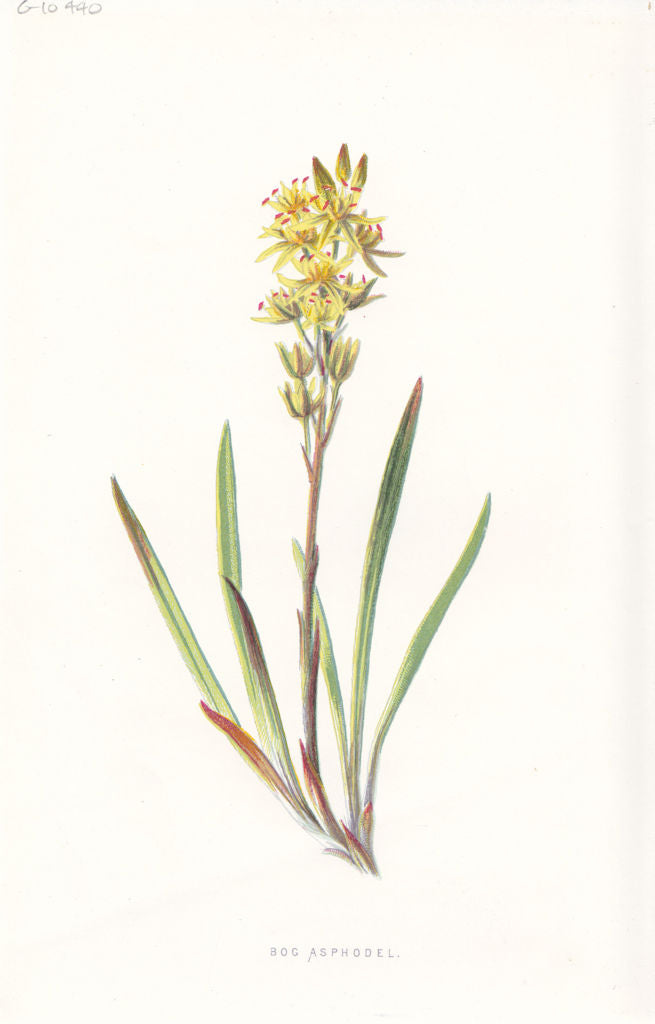 FLOWERS. Bog Asphodel c1895 old antique vintage print picture